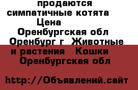 продаются  симпатичные котята... › Цена ­ 2 000 - Оренбургская обл., Оренбург г. Животные и растения » Кошки   . Оренбургская обл.